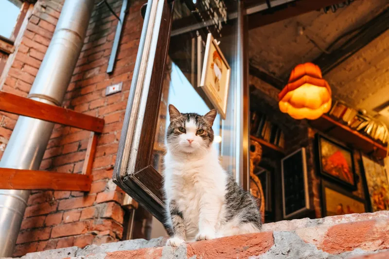 Paws, Power, and Petty Judgment: The Definitive Spiritual Ranking of NYC Bodega Cats
